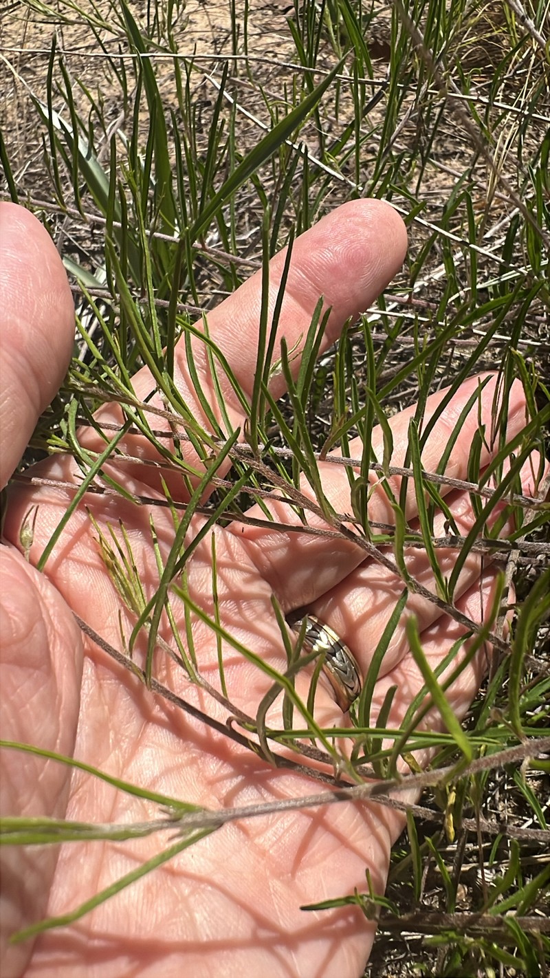 Stylisma pickeringii var. pickeringii