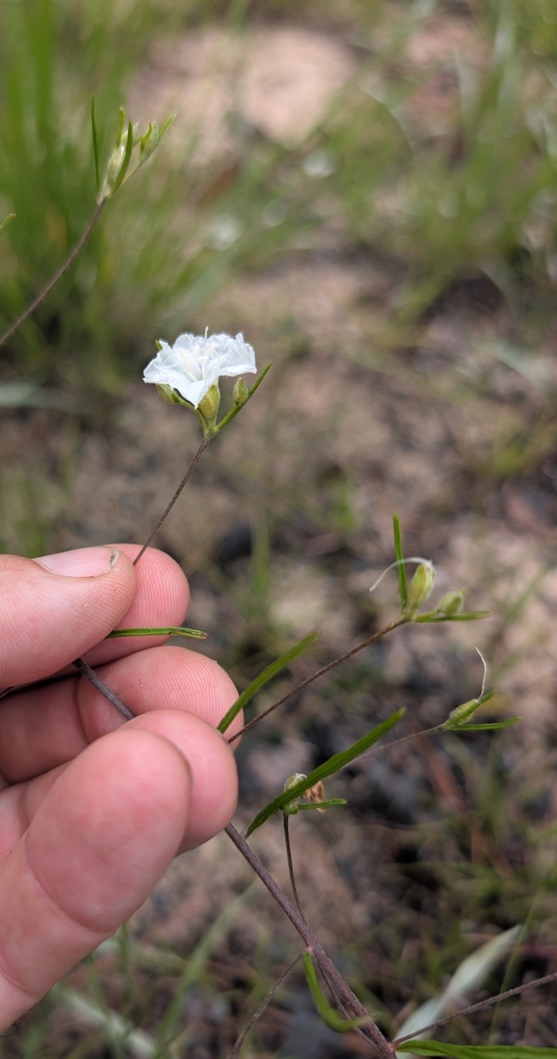 Stylisma pickeringii var. pickeringii photo 3