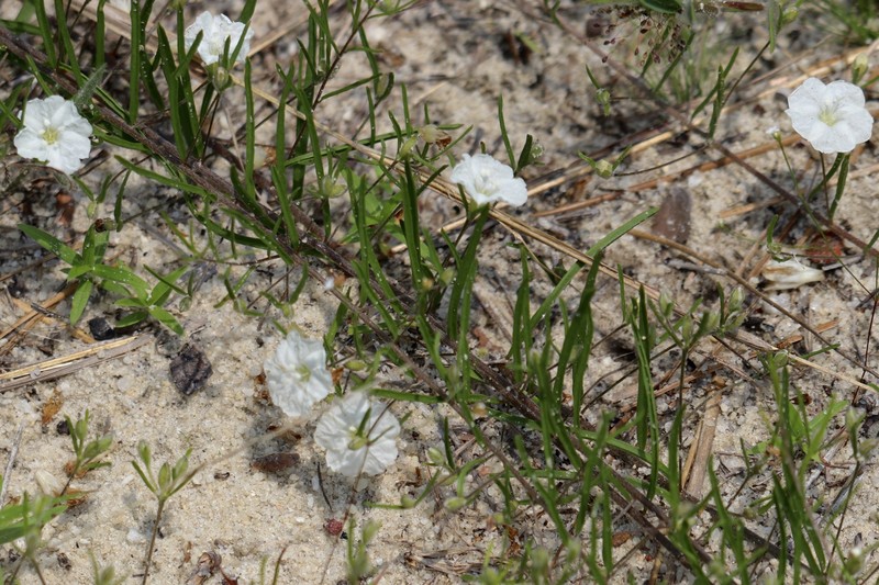 Stylisma pickeringii var. pickeringii photo 4