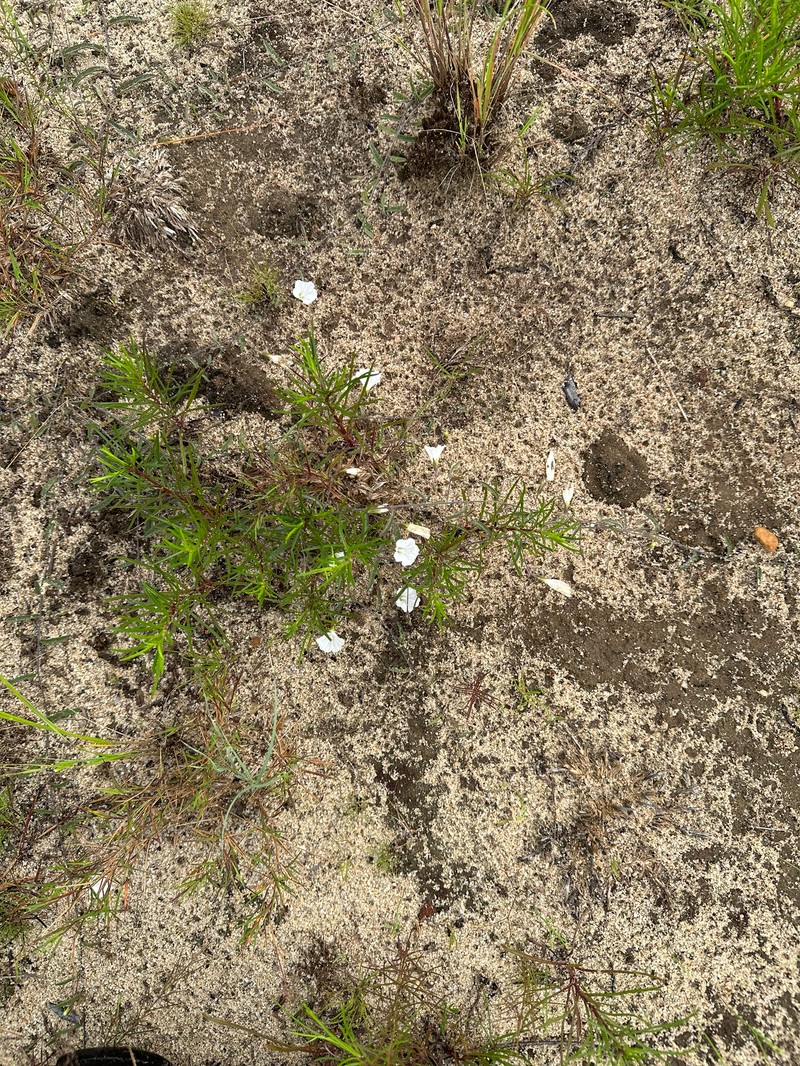 Stylisma pickeringii var. pickeringii photo 6