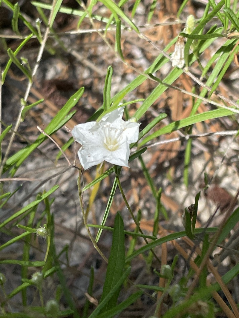 Stylisma pickeringii var. pickeringii photo 7