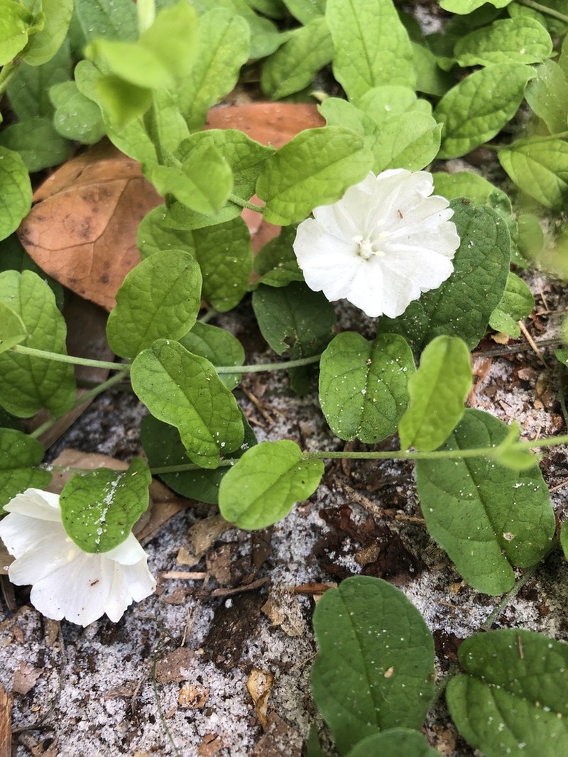 Hairy Dawnflower