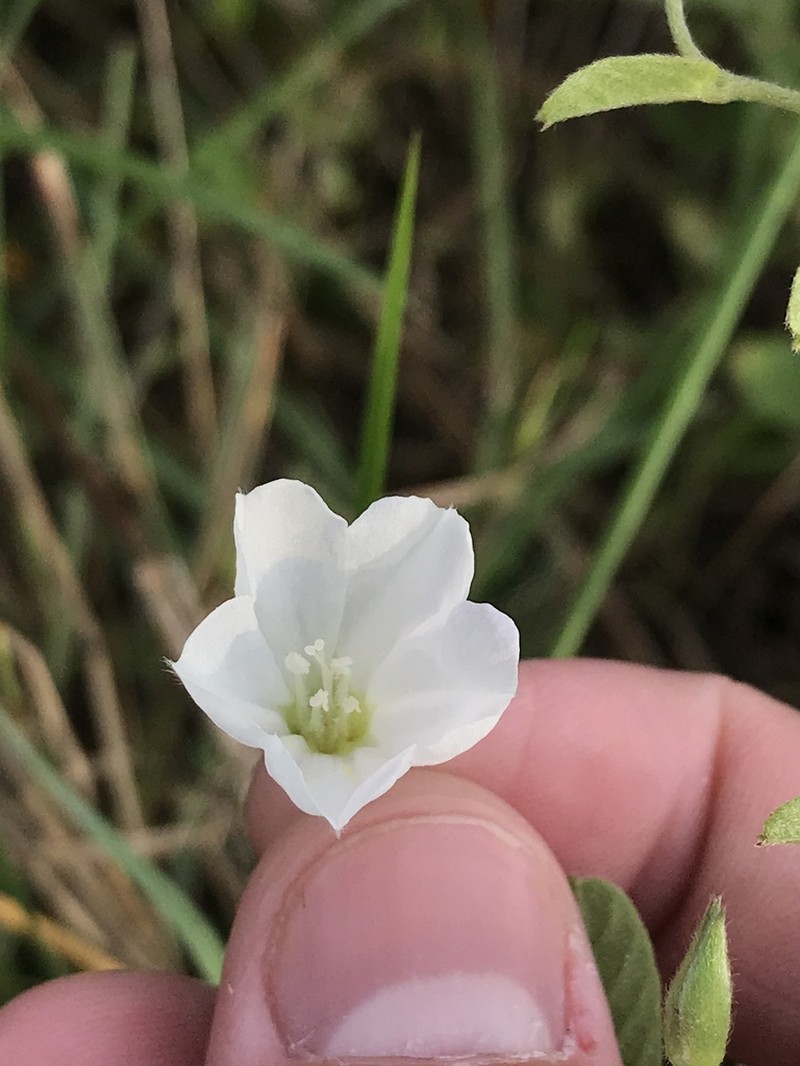 Hairy Dawnflower photo 2