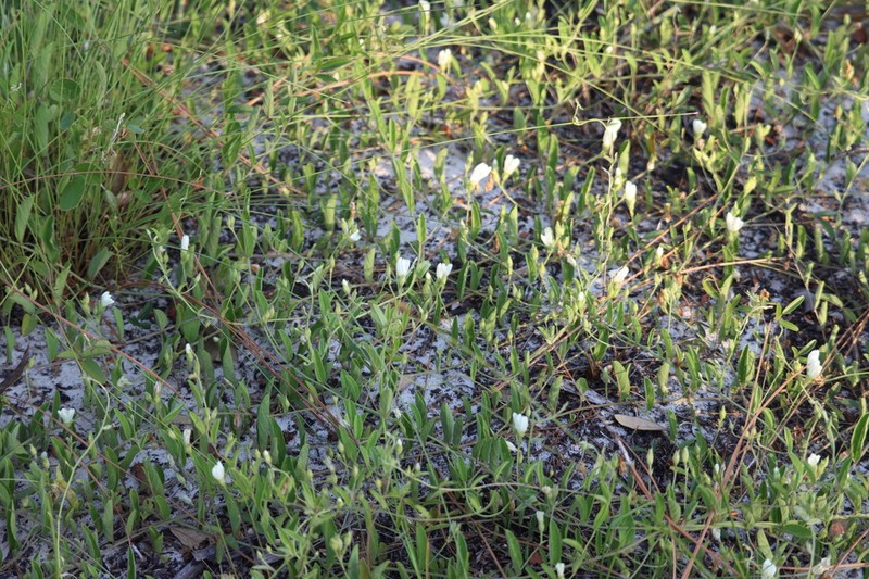 Hairy Dawnflower photo 3