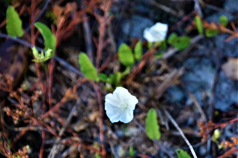 Hairy Dawnflower photo 8