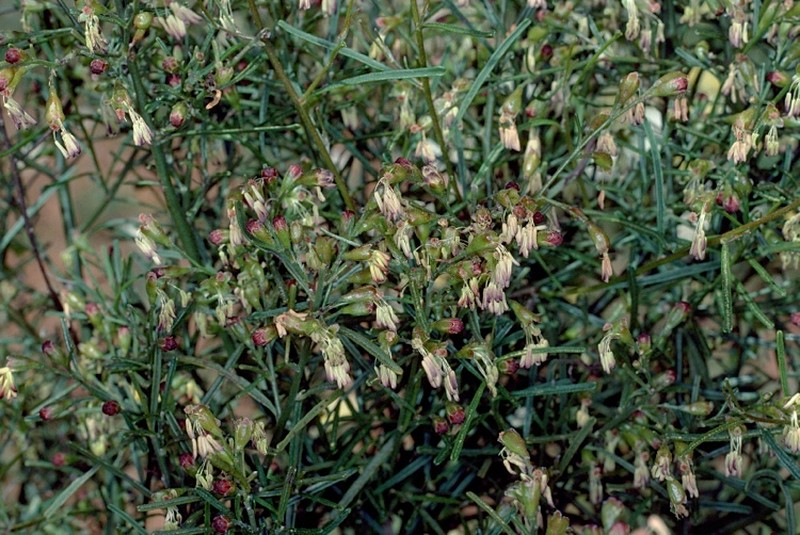 Stylobasium australe