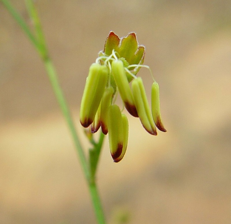 Stylobasium australe photo 3