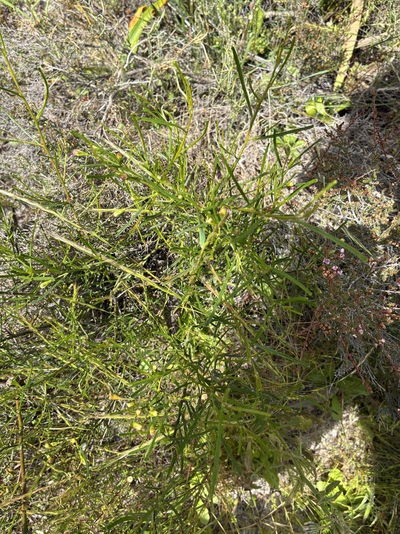 Stylobasium australe photo 4
