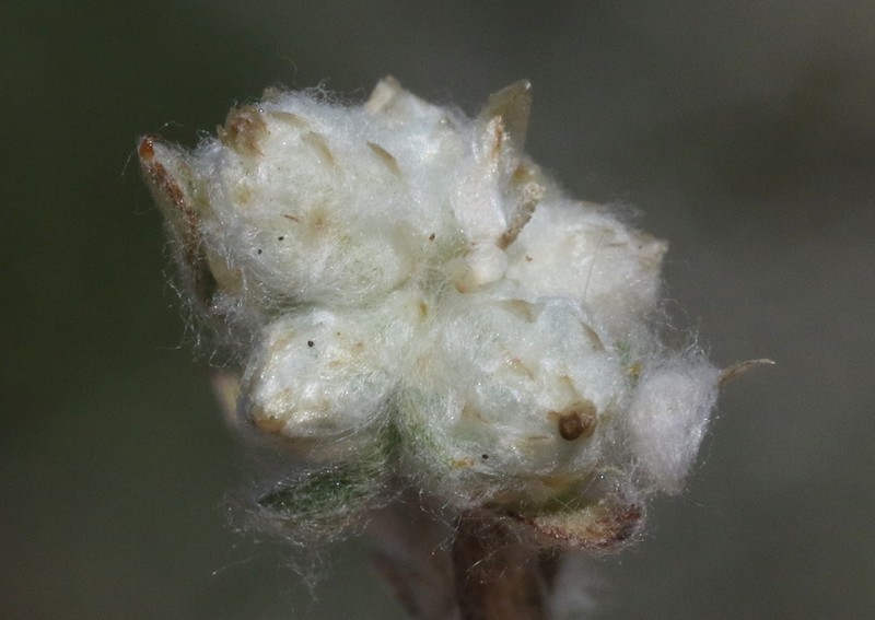 Oil Neststraw photo 2