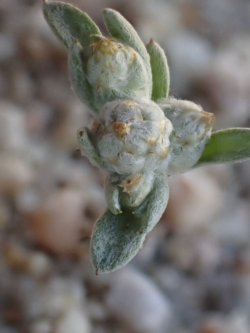 Oil Neststraw photo 4