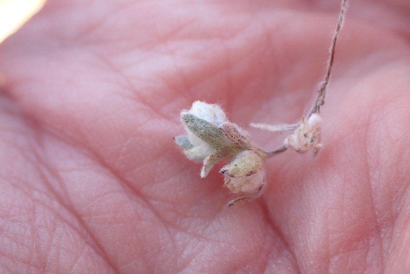 Oil Neststraw photo 5