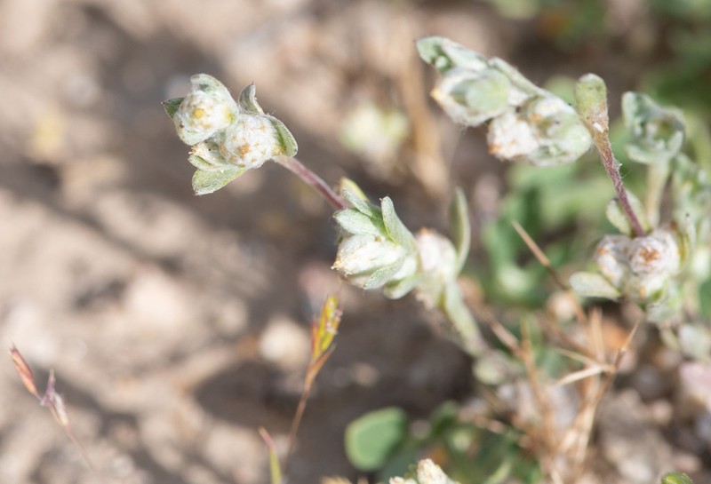 Oil Neststraw photo 7