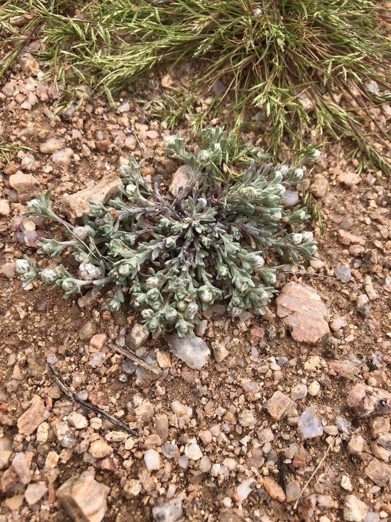 Mountain Neststraw