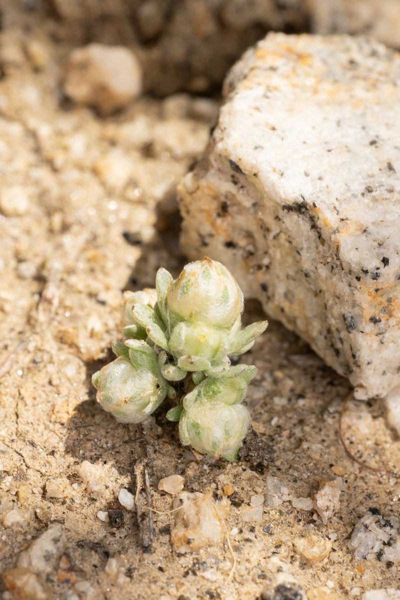 Mountain Neststraw photo 3