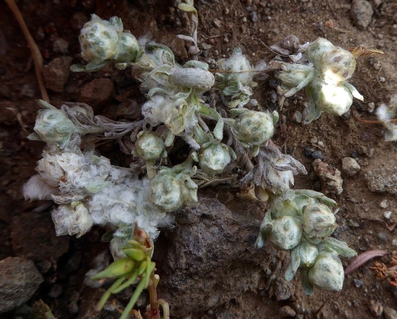 Mountain Neststraw photo 4