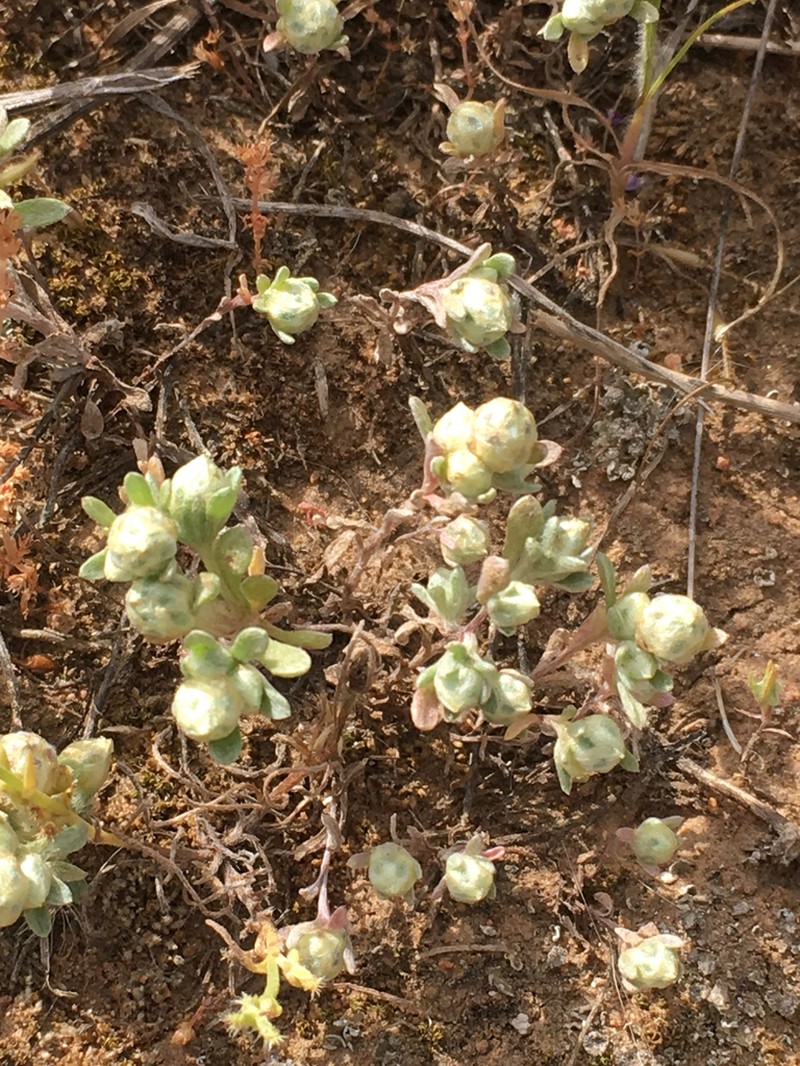 Mountain Neststraw photo 6