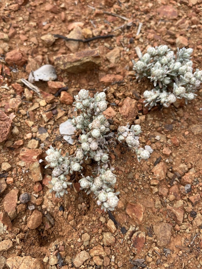 Mountain Neststraw photo 7