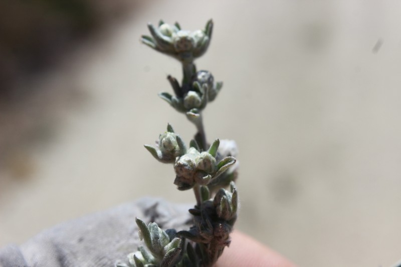 Mountain Neststraw photo 8