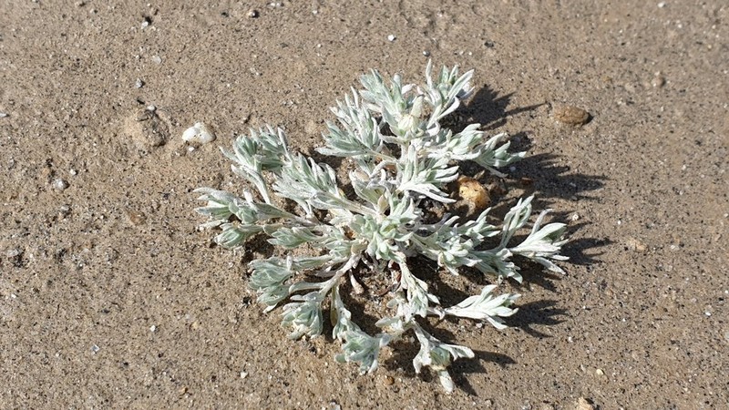 Morefield's Neststraw photo 2