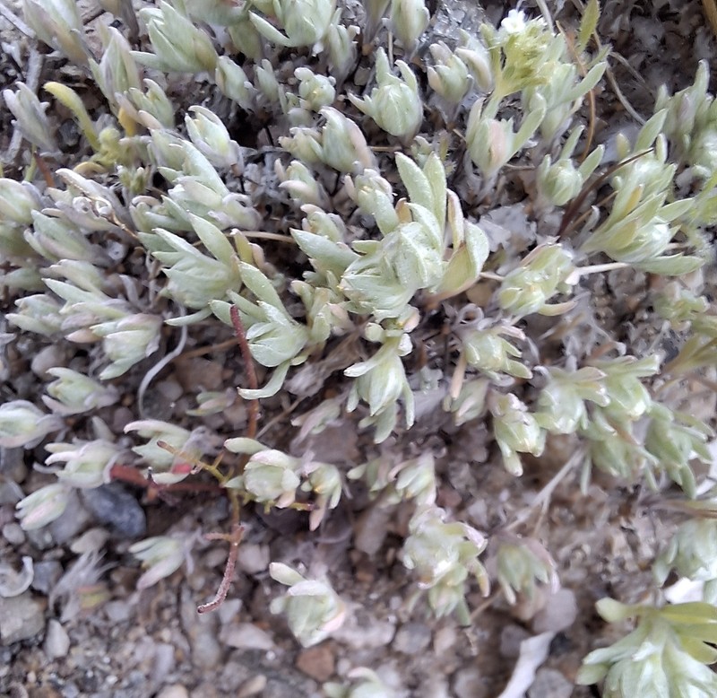 Morefield's Neststraw photo 5