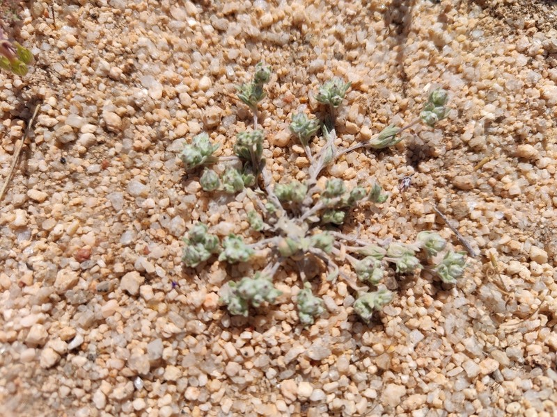 Baretwig Neststraw photo 5