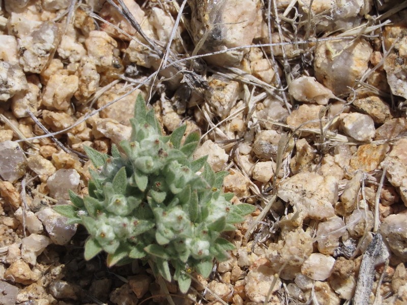 Baretwig Neststraw photo 6
