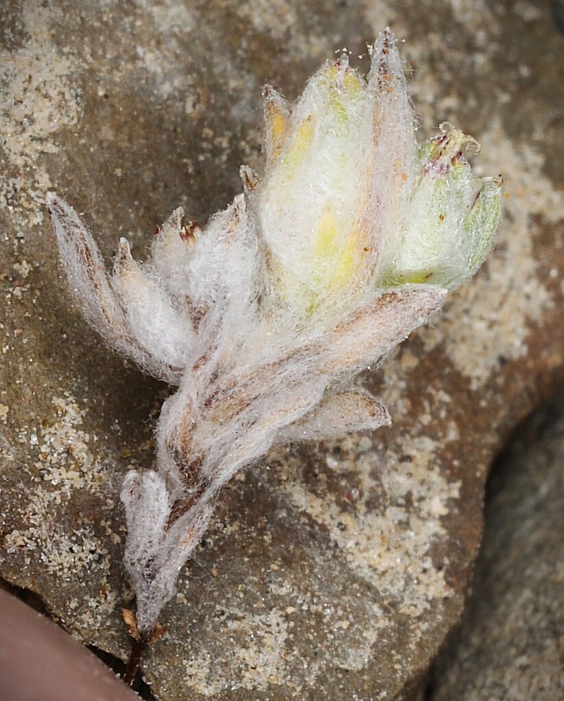 Baretwig Neststraw photo 7
