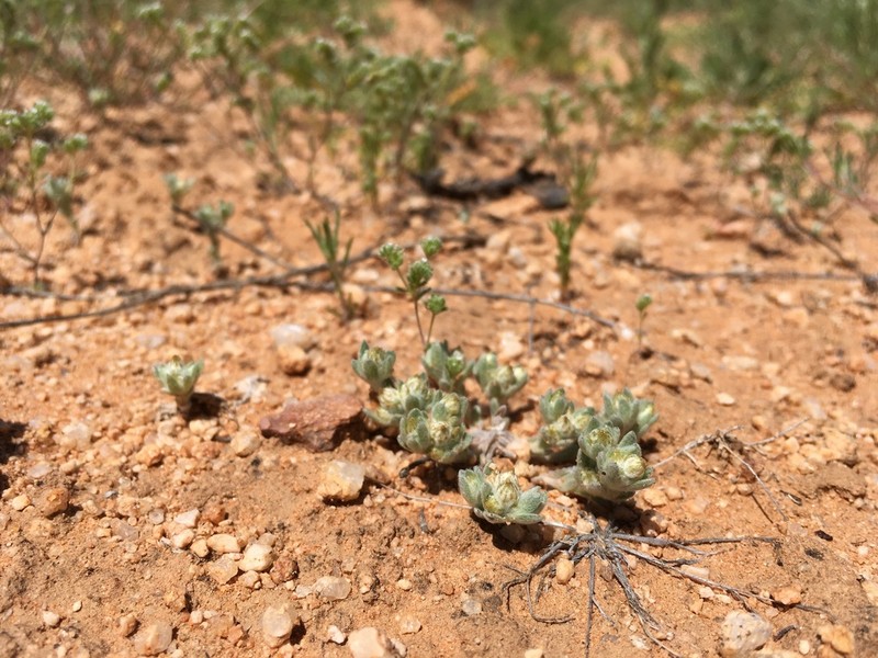 Sonoran Neststraw