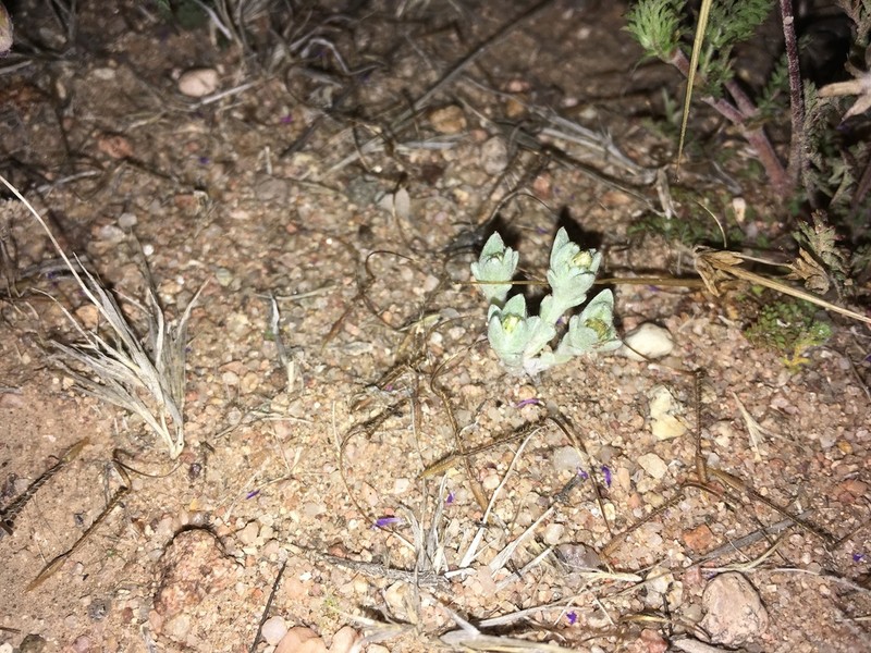 Sonoran Neststraw photo 2