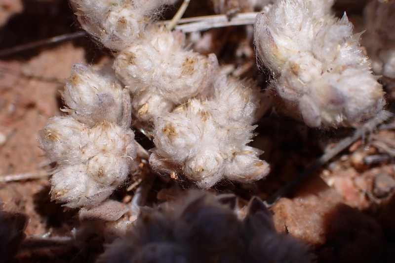 Sonoran Neststraw photo 3