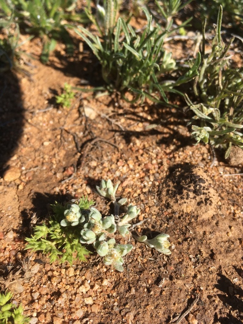 Sonoran Neststraw photo 4
