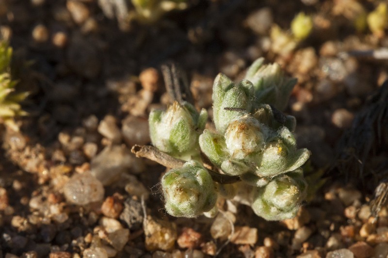 Sonoran Neststraw photo 5