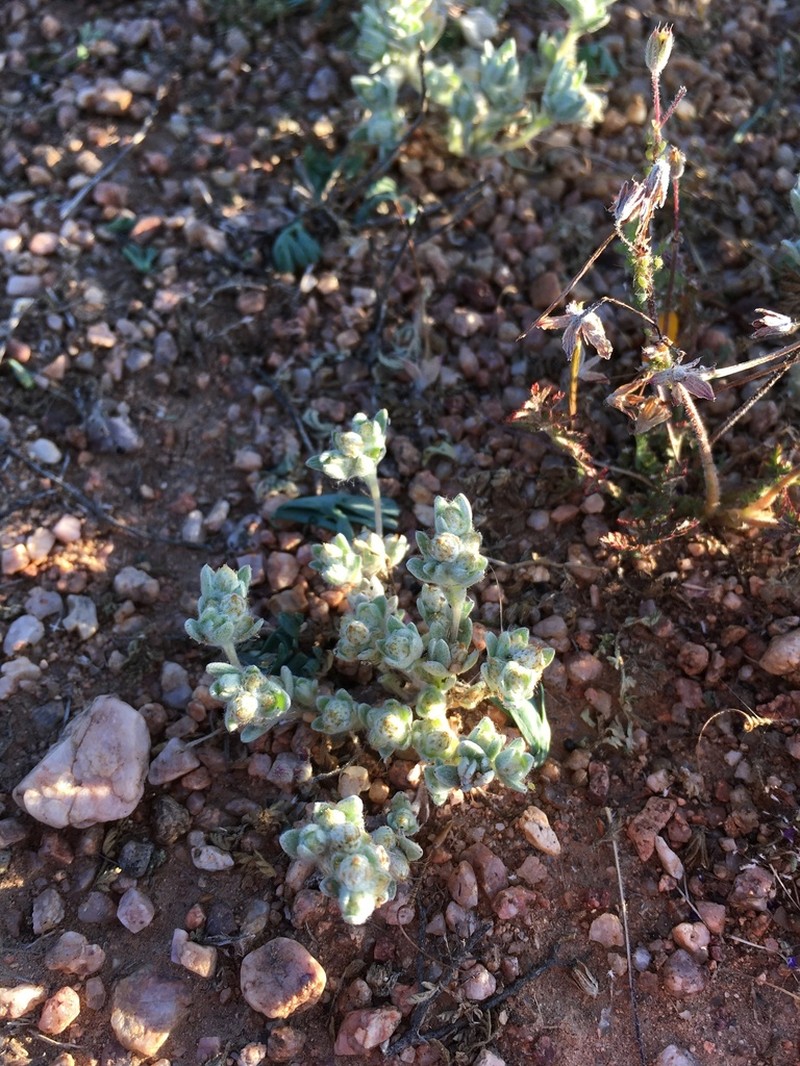 Sonoran Neststraw photo 6