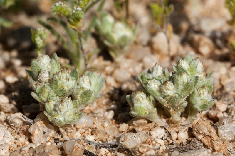 Sonoran Neststraw photo 7