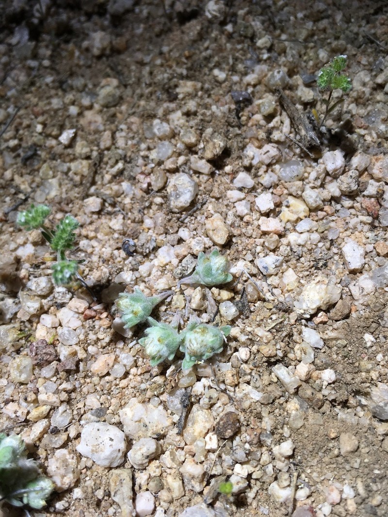 Sonoran Neststraw photo 8