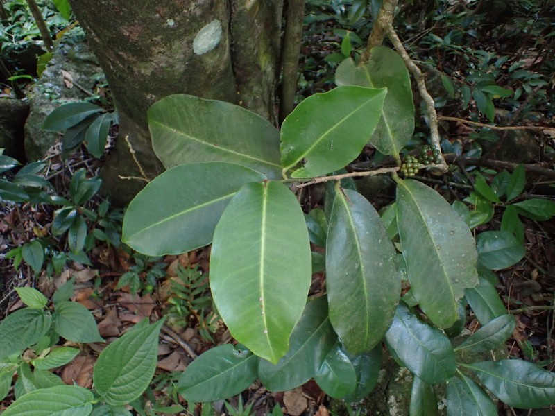 Quiebrahacha photo 2