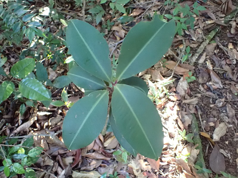 Quiebrahacha photo 3