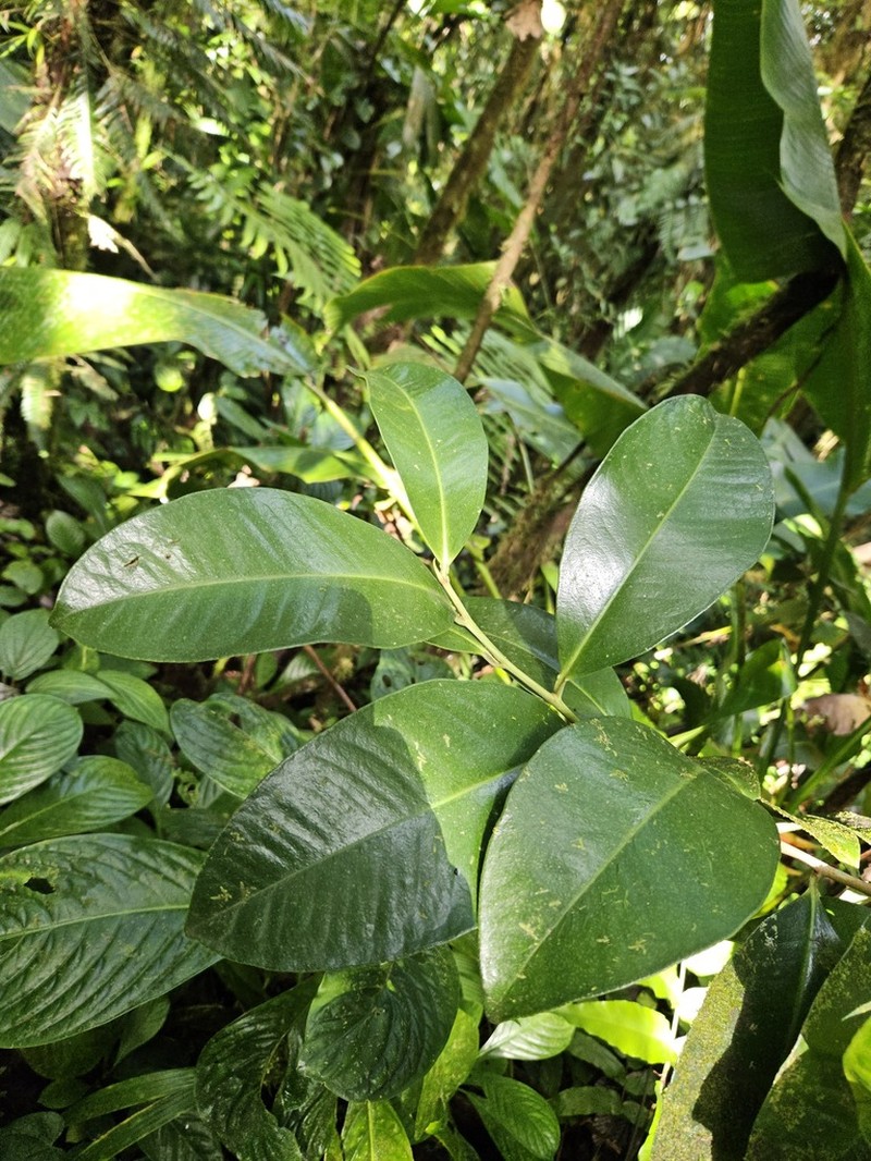Quiebrahacha photo 6
