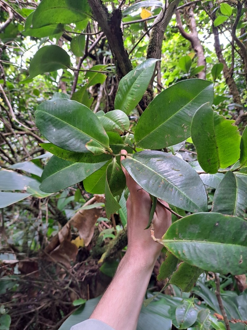 Quiebrahacha photo 8