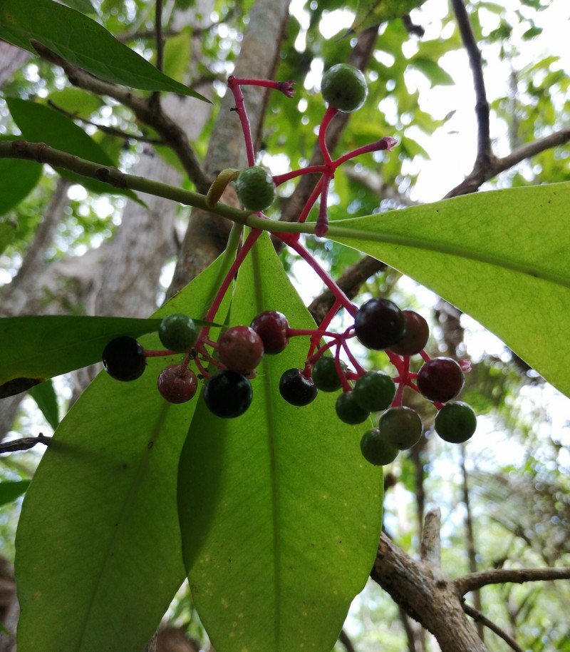 Stylogyne turbacensis subsp. turbacensis