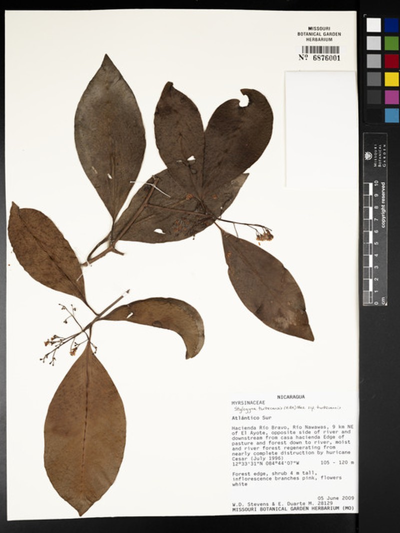 Stylogyne turbacensis subsp. turbacensis photo 2