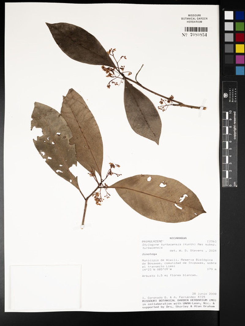 Stylogyne turbacensis subsp. turbacensis photo 3