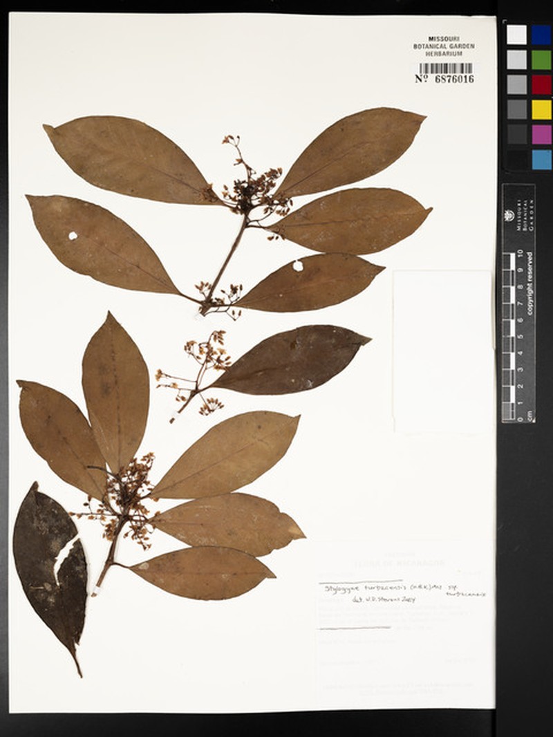 Stylogyne turbacensis subsp. turbacensis photo 4