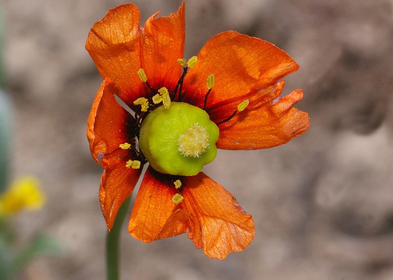 Windpoppy photo 2