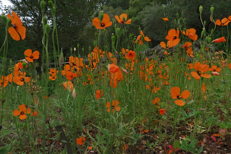 Windpoppy photo 3