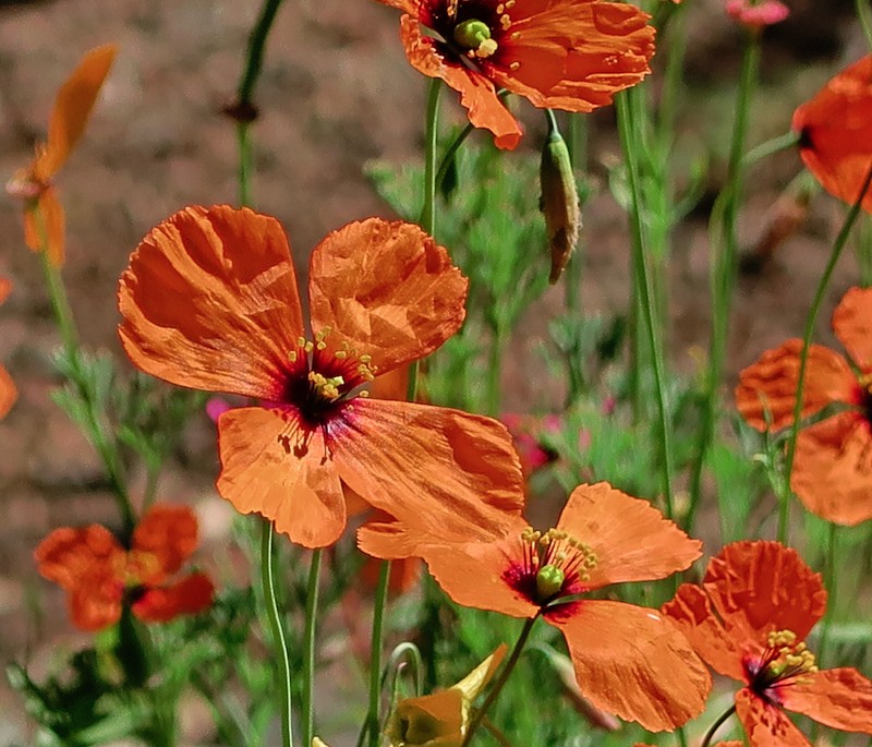 Windpoppy photo 4