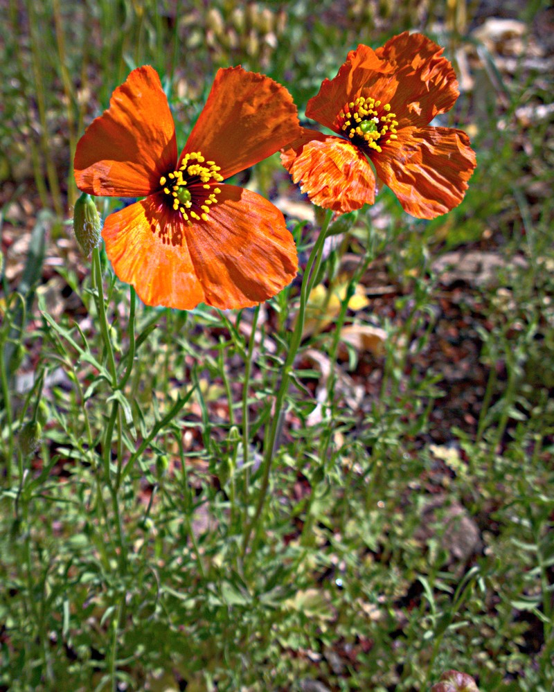Windpoppy photo 5