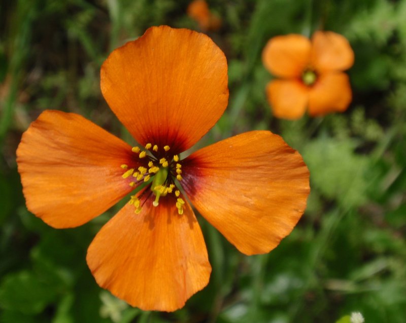 Windpoppy photo 6