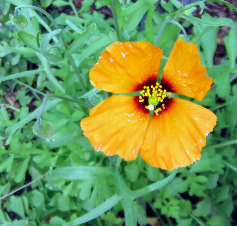 Windpoppy photo 7