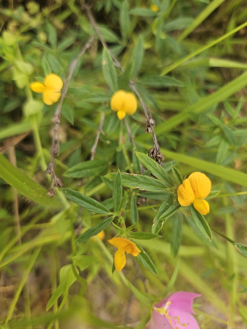 Sidebeak Pencilflower photo 3